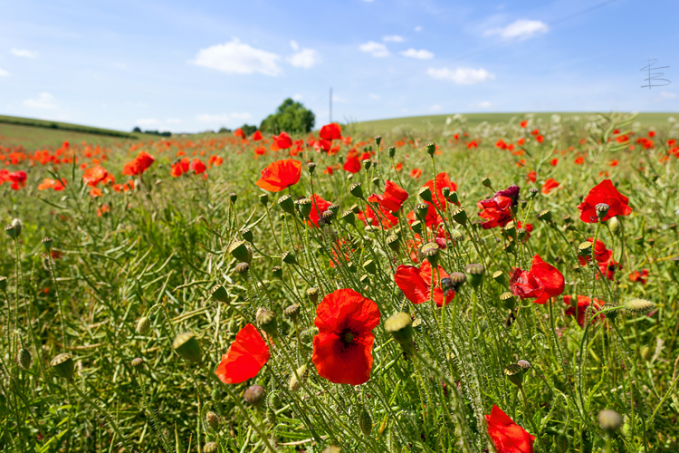 Poppy Field