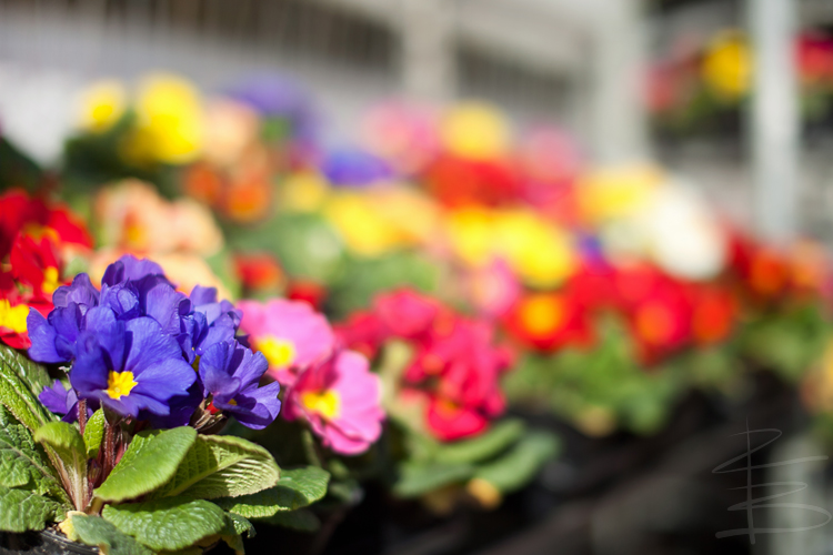 Flower Stall