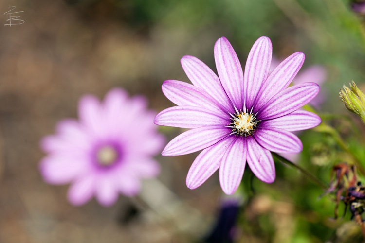 African Daisies