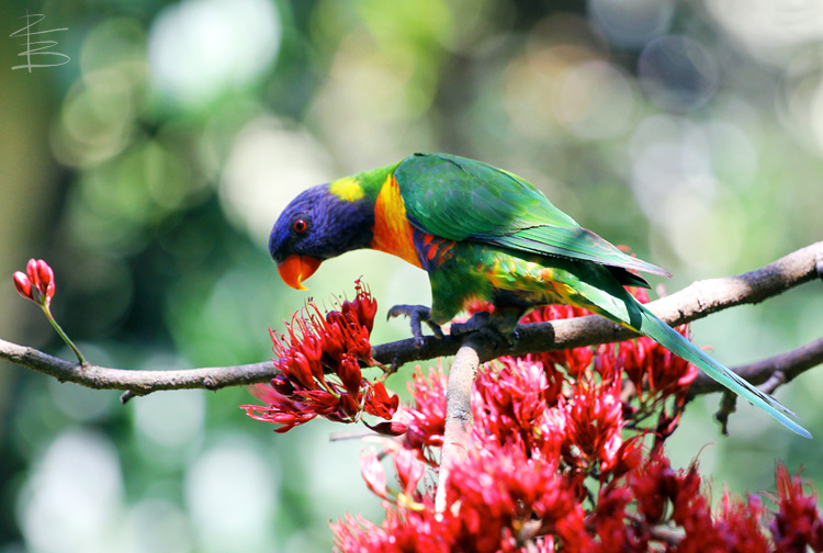 Rainbow Lorikeet in Tree