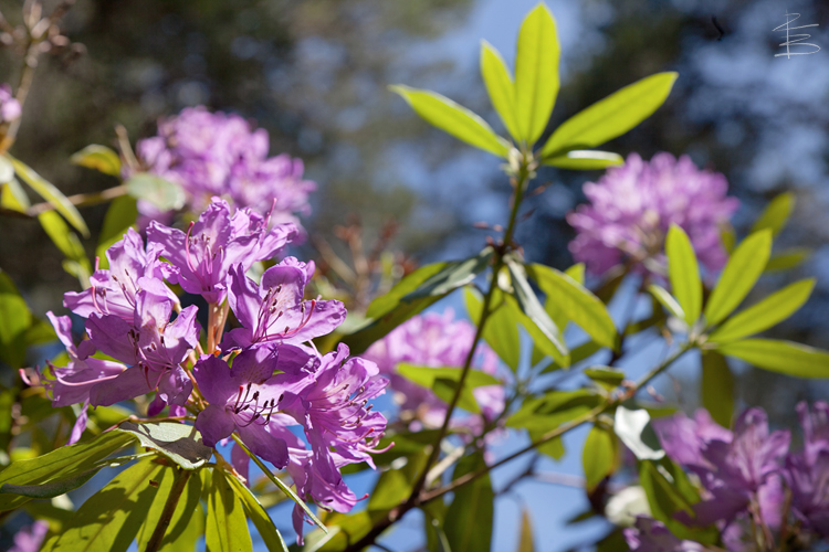 Rhododendrons