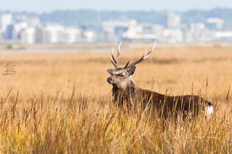 Salt Marsh Sika Stag