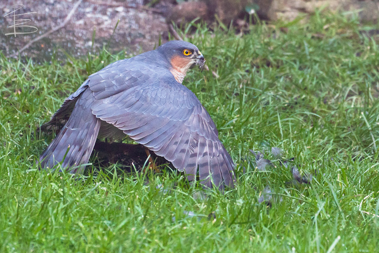 Sparrowhawk and Starling 3