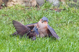 Sparrowhawk and a Starling