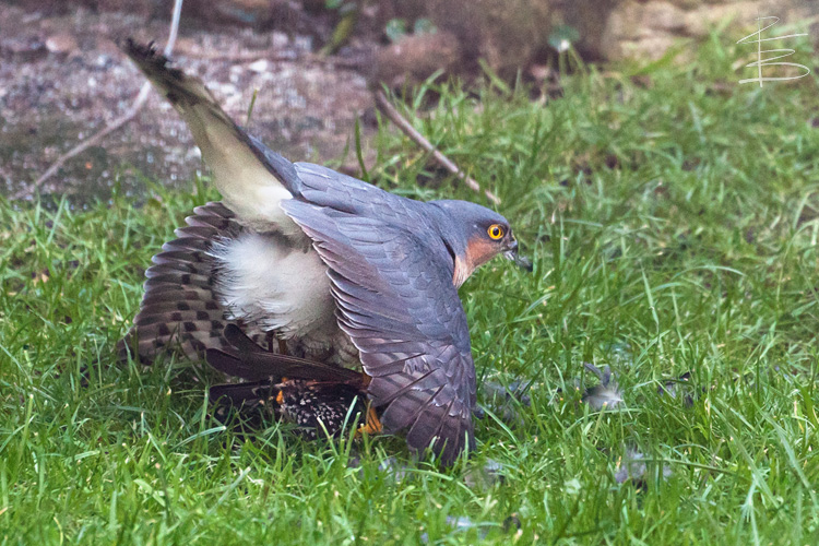 Sparrowhawk and Starling 4