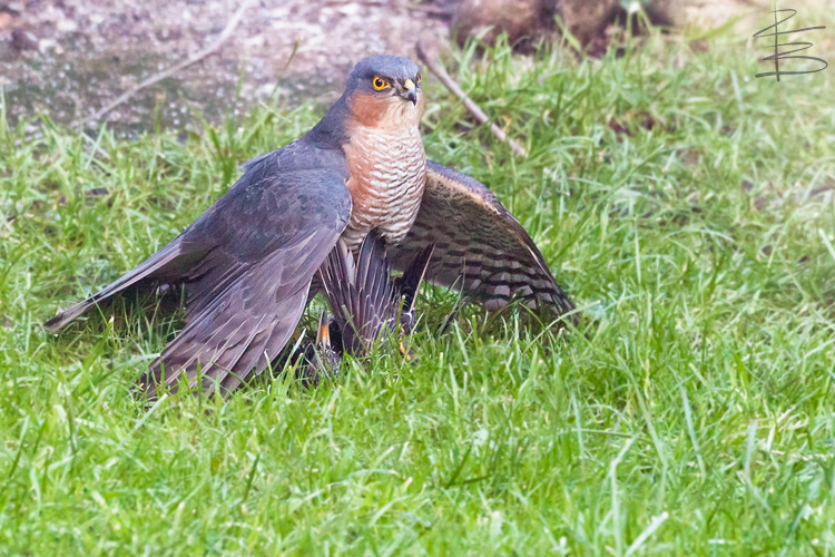 Sparrowhawk and Starling 5