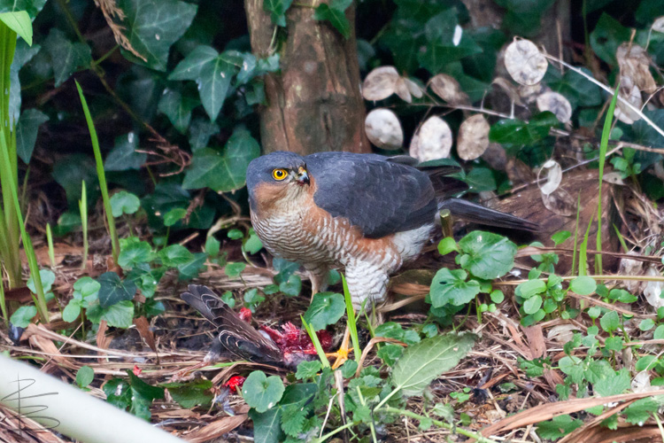 Sparrowhawk and Starling 2