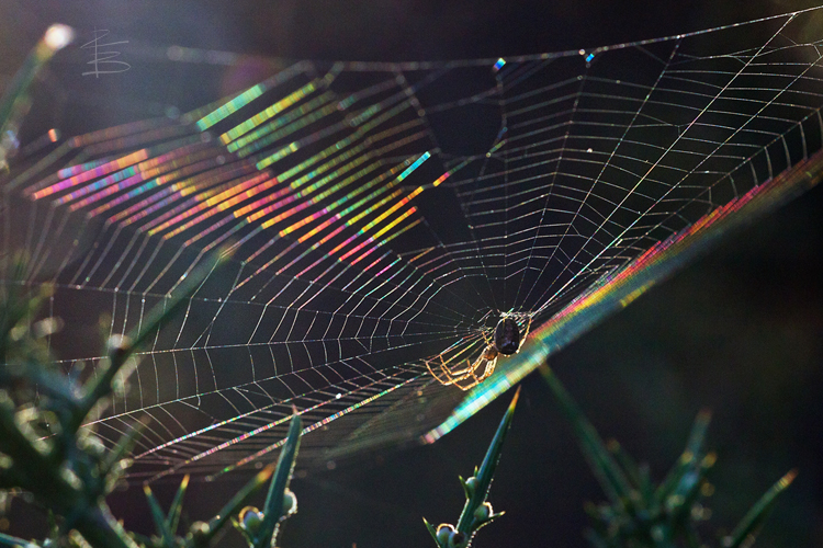 Rainbow Web
