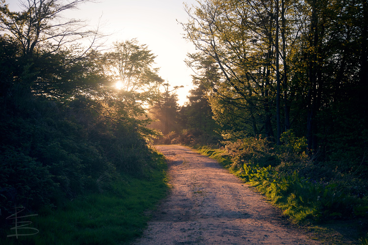 Walking into the Sunlight