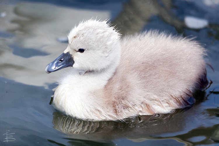 Swimming Cygnet