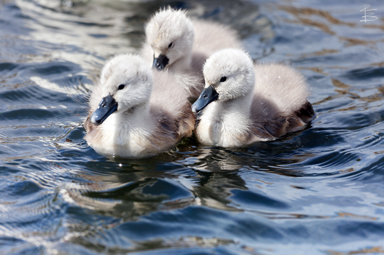 Three Cygnets