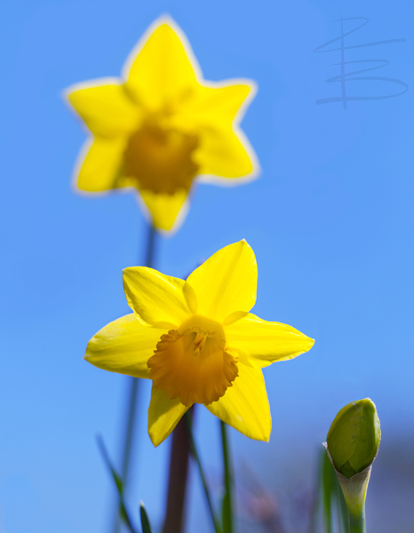 Stars of Spring