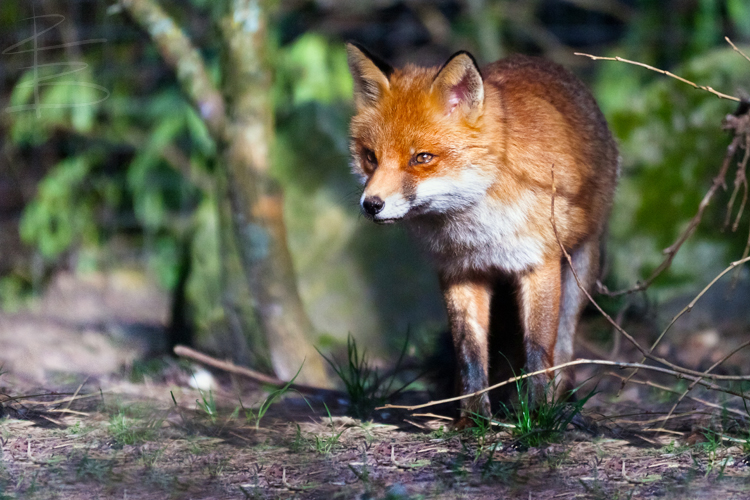 Red Fox