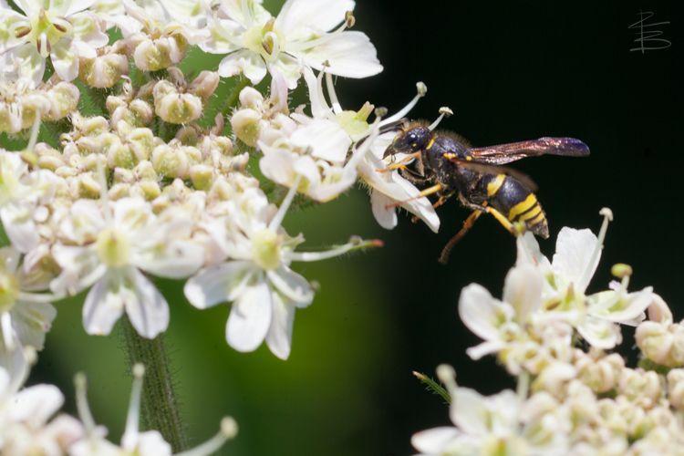 Potter Wasp on Flowers