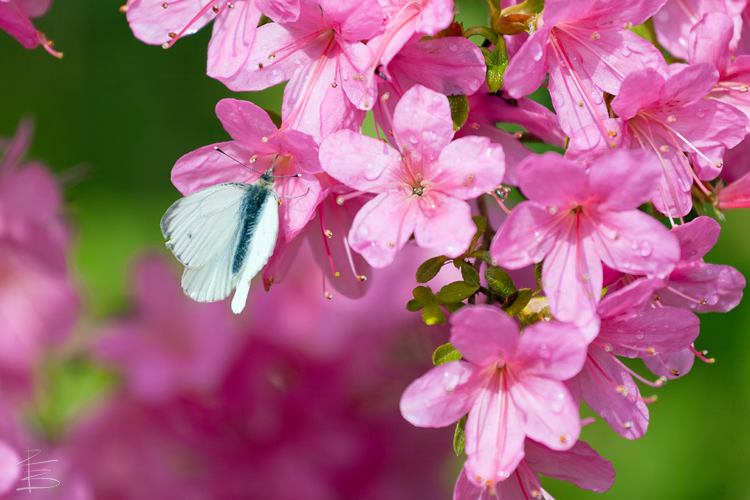White on Pink