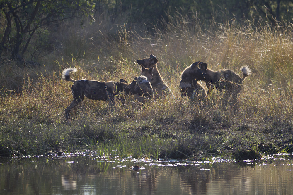 Wild Dogs at play.