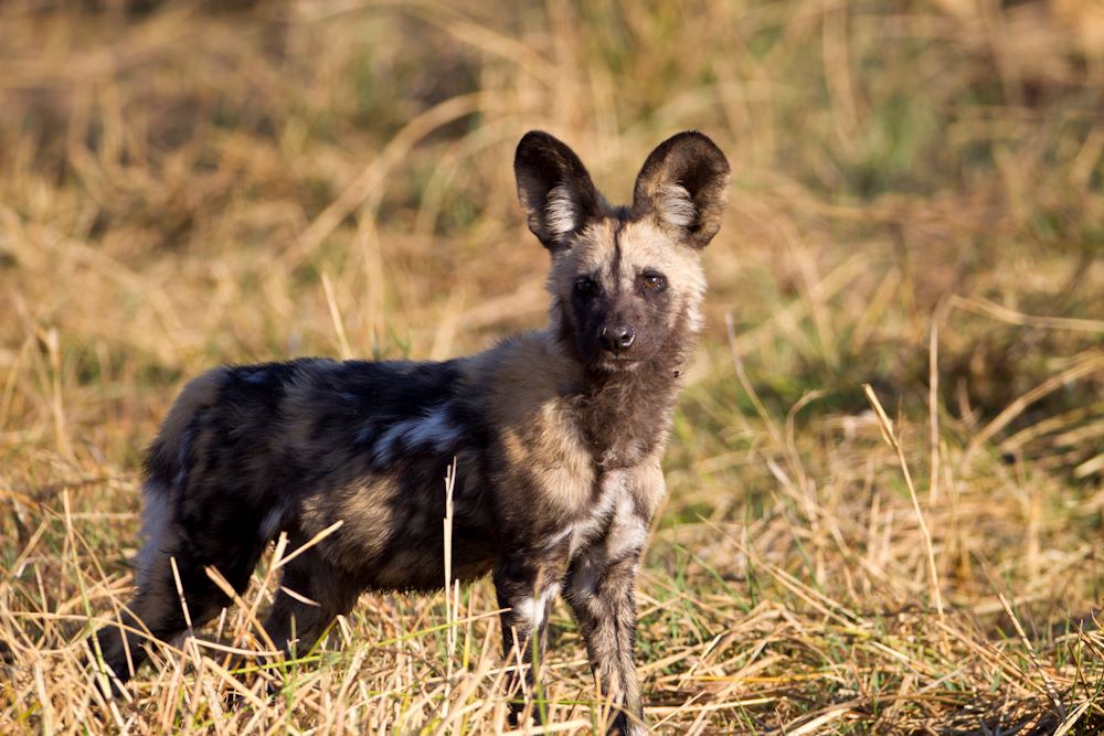 Wild Dog watches his world