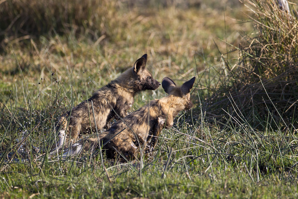 Wild Dog puppies at play.