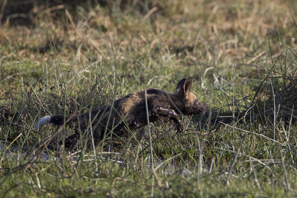 Wild Dog puppy plays in the water.