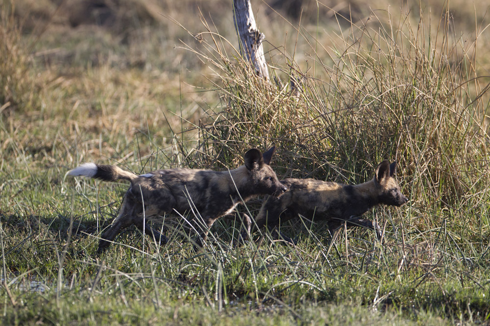 Wild Dog puppies at play.