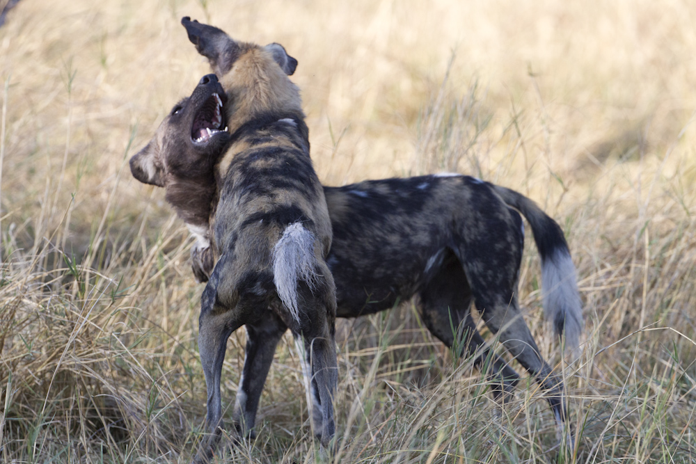 Wild Dog puppies at play.