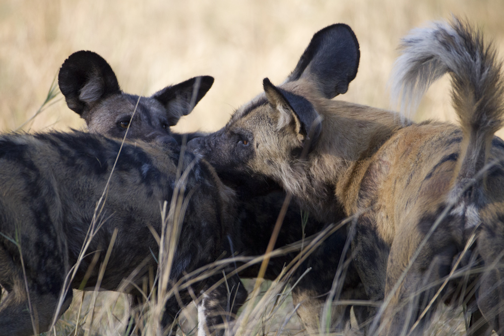 Wild Dog puppies at play.