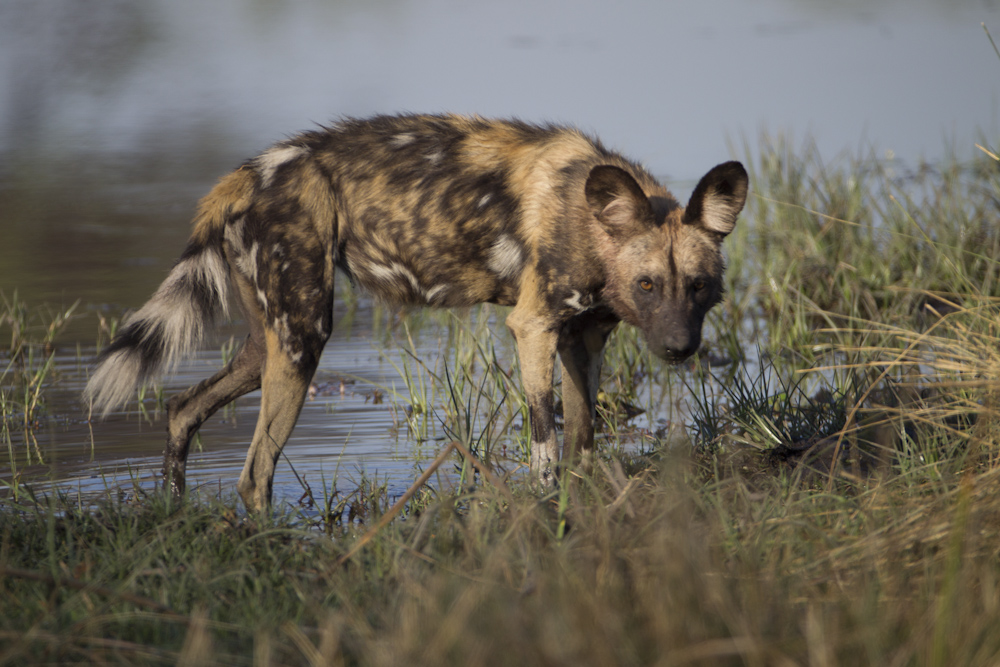 Wild Dog watches his world