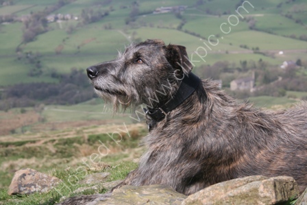 Lurcher enjoying the view