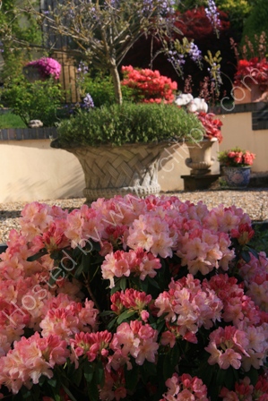 An attractive garden