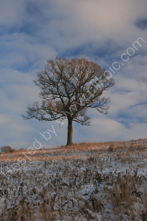Christmas in North Somerset