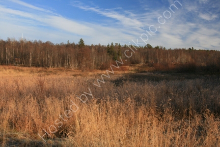 Taiga near Kirkenes