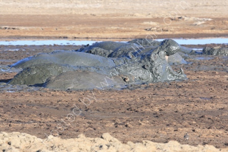 Hippos Wallowing in Mud