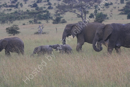 Young Elephants in the Serengeti