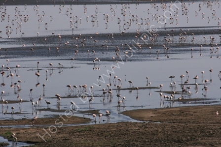 Lesser Flamingoes, Lake Manyara