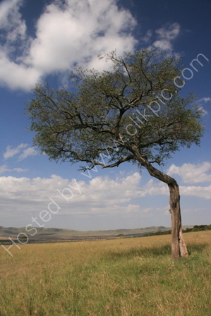 Landscape in the Serengeti