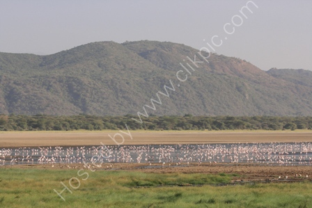 Flamingoes on Lake Manyara