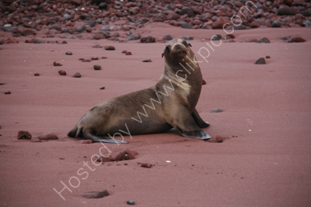 Sealion on Beach
