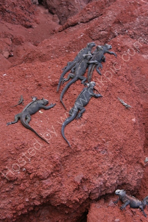 Marine Iguanas, Rabida