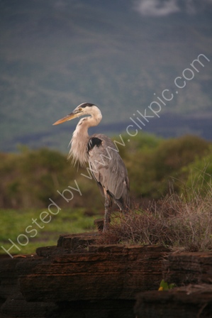Great Blue Heron, Santiago Island