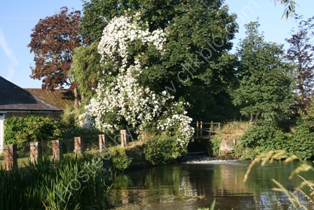 Reflections, Mill Pool