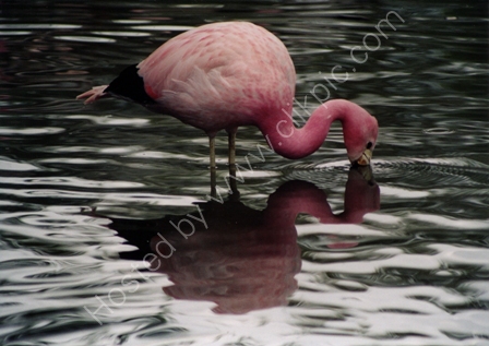 South American Flamingo