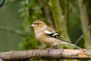 Male Chaffinch