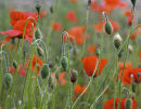 Common Poppies