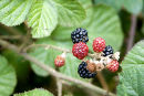 Fruits of Autumn