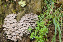 Fairies' Bonnets