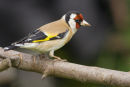 Goldfinch