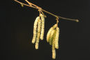 Hazel Catkins
