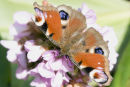 Peacock Butterfly