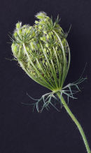 Seedcases