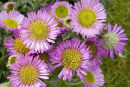 Gaillardia